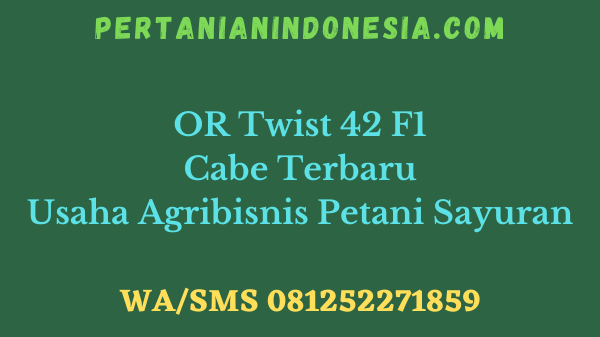 OR Twist 42 F1 Cabe Terbaru Usaha Agribisnis Petani Sayuran